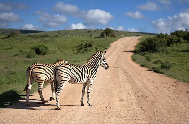 The Wilds Safari Park Ohio. Foto hanyalah ilustrasi, bukan tempat sebenarnya. Sumber:unsplash/Bert B.