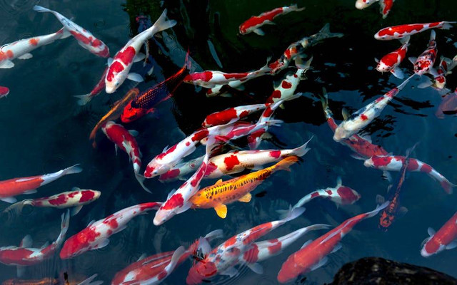 Ilustrasi apakah ikan koi dan koki bisa satu kolam. Sumber: Quang Nguyen Vinh/pexels.com