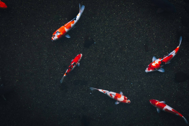 Ilustrasi cara mendapatkan ikan koi di citampi stories. Sumber: masaaki komori/unsplash