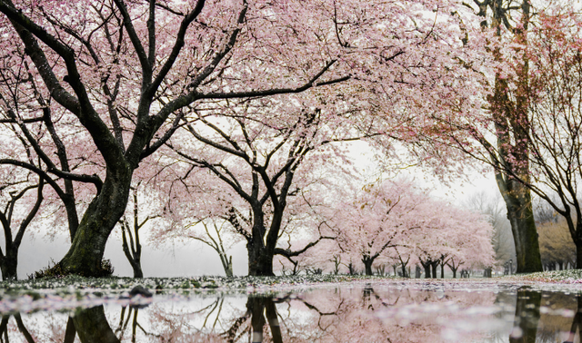 Taman Hama Rikyu, foto hanya ilustrasi bukan gambar sebenarnya. Sumber: Unsplash/Redd F