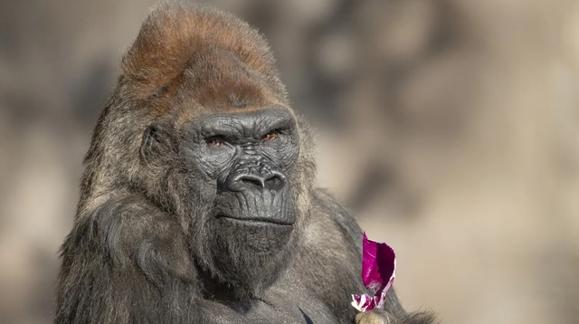 Winston, gorila jantan tertua di dunia mati di usia 52 tahun.  Foto: San Diego Zoo Wildlife Alliance