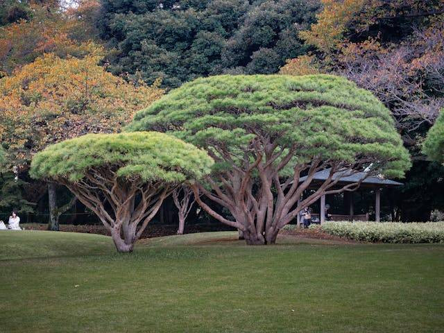 Taman Shinjuku Gyoen. Foto hanyalah ilustrasi, bukan stempat sebenarnya. Sumber: Pexels/William Warby