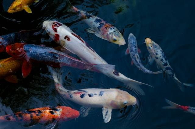 Ilustrasi Penyebab Sirip Ikan Koi Rusak. Foto: dok. Unsplash/Launde Morel