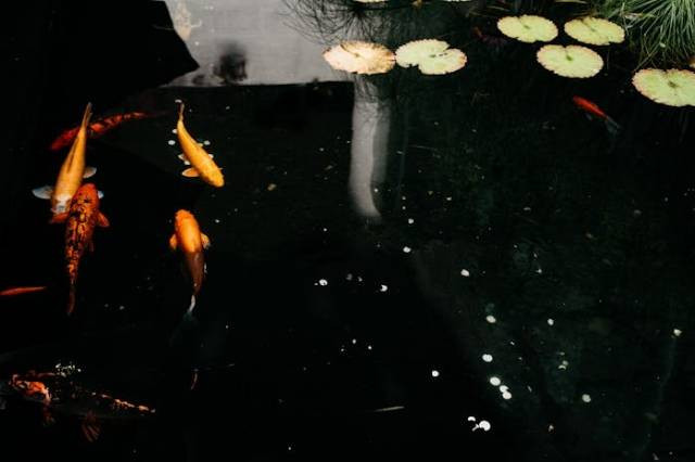 Ilustrasi penyebab kolam ikan koi berbusa, sumber foto: Bruno Cervera by pexels.com