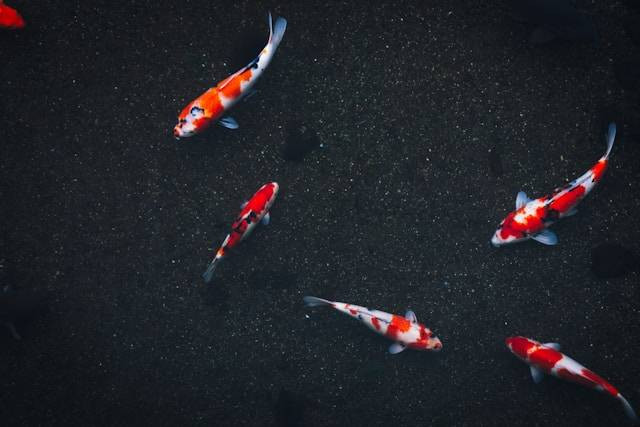 Ilustrasi Penyebab Ikan Koi Selalu di Dasar Kolam. Foto: dok. Unsplash/Masaaki Komori