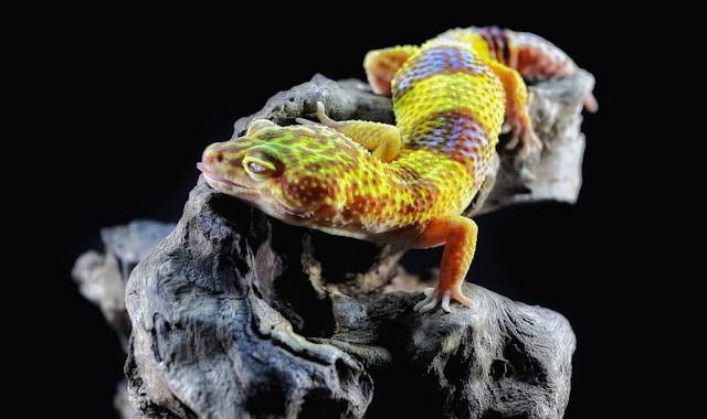 Apakah Gecko Kuat Dingin? Foto Hanya Ilustrasi. Sumber Foto: Unsplash.com/Andrey Tikhonovskiy