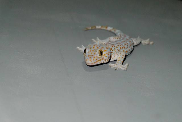 Cara Mencari Gecko yang Hilang yang Benar. Foto Hanya Ilustrasi. Sumber Foto: Unsplash.com/James Tiono