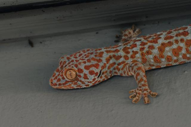 Ciri-ciri Gecko Mau Ganti Kulit. Foto Hanya Ilustrasi. Sumber Foto: Unsplash.com