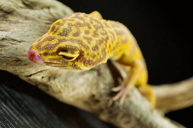 Ciri-ciri Gecko Betina Siap Kawin. Foto Hanya Ilustrasi. Sumber Foto: Unsplash.com