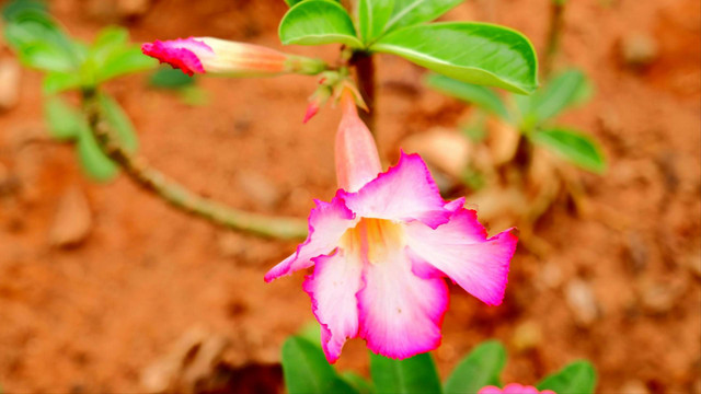 Ilustrasi adenium budidaya. Sumber foto: Unsplash