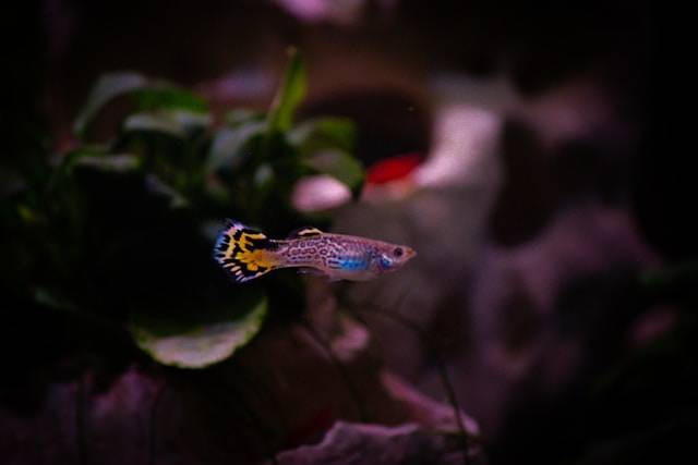 Ilustrasi Cara Agar Ekor Ikan Guppy Lebar. Foto: dok. Unsplash/Diogo Cardoso