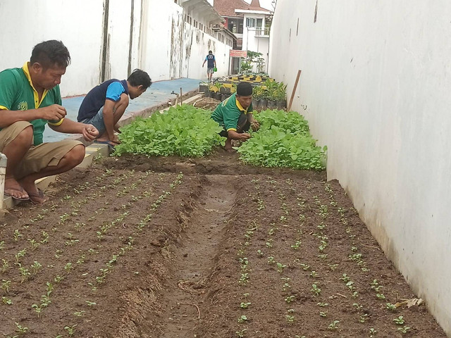 Jaga Perkembangan Tanaman, Bimker Lapas Klaten Lakukan Perawatan