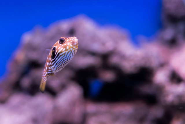 Ilustrasi Cara Memelihara Ikan DIscus untuk Pemula. Sumber: Unsplash
