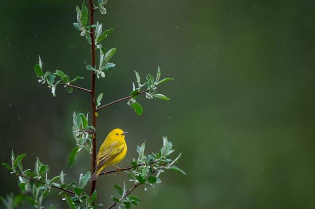 Alasan Kenari Habis Mabung Suara Pelan. Foto Hanya Ilustrasi. Sumber Foto: Unsplash.com/Ray Hennessy