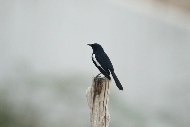 Ilustrasi burung mabung. Sumber foto: Unsplash