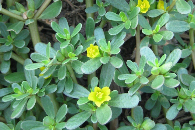 Krokot (Portulaca oleracea L.) Image courtesy rotarybotanicalgardens.org