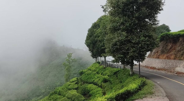 Bukit Jamur Ciwidey. Foto hanyalah ilustrasi bukan tempat sebenarnya. Sumber: Unsplash/Yopi Hasopa