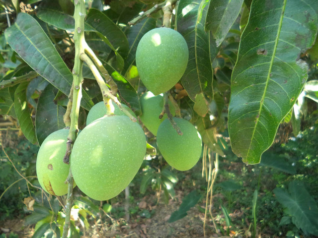 Ilustrasi Kandungan Listrik pada Buah, Sumber Unsplash Manash Kumar Mondal