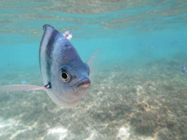 Ilustrasi Pelet Ikan Manfish Terbaik. Sumber: Unsplash