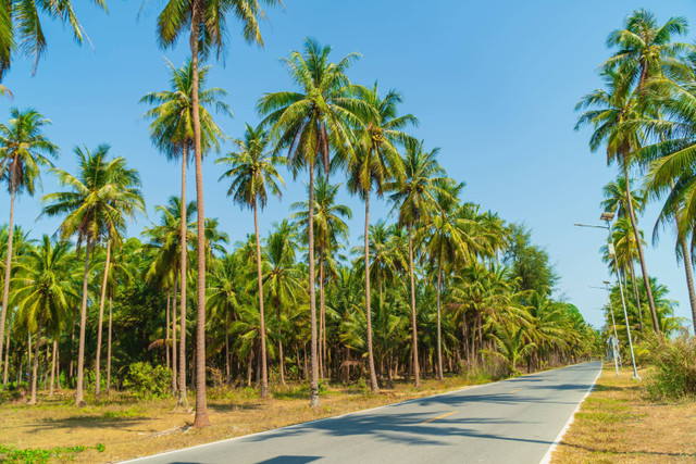 Ilustrasi kebun kelapa. Foto: Shutterstock