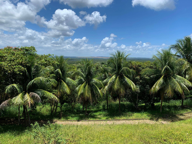 Ilustrasi kebun kelapa. Foto: Shutterstock