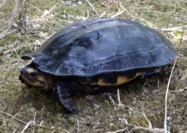 Kura kura pipi putih Siebenrockiella crassicollis (Foto dok.Mumpuni)