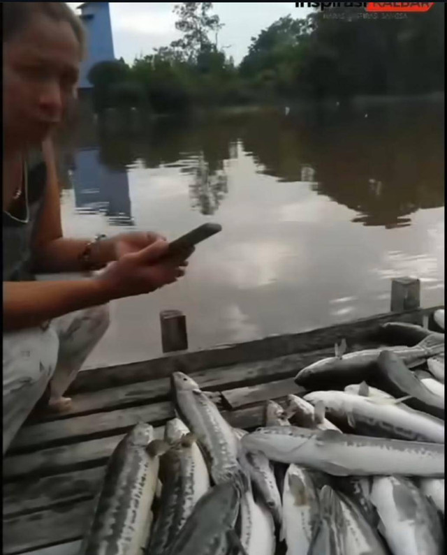 Ibu pemilik keramba saat menangisi ikan toman yang mati akibat limbah PETI. Foto: Dok. Instagram @pontianakmedia.idn