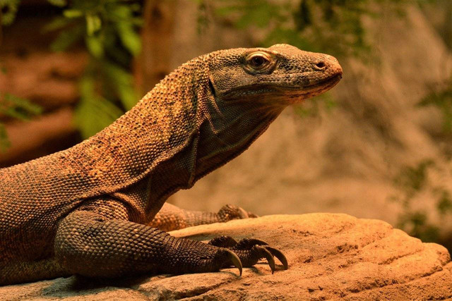 Ilustrasi Perbedaan Komodo dan Biawak. Sumber: Pixabay/ Lois0002