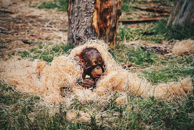 Di Mana Habitat yang Tepat untuk Orang Utan. Foto hanya ilustrasi. Sumber foto: Unsplash/Erik