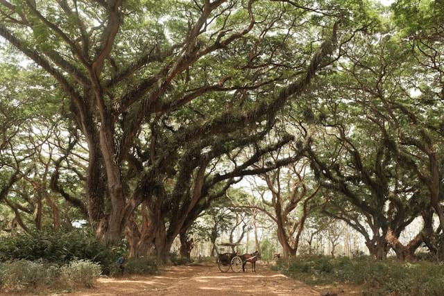 Wisata hutan di Banyuwangi. Sumber: Unsplash/Mega Caesaria