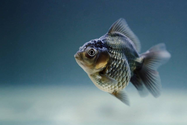ilustrasi ikan komet (Pixabay)