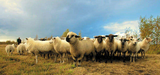 Photo by Matthias Zomer: https://www.pexels.com/photo/flock-of-sheep-in-field-under-blue-sky-97317/