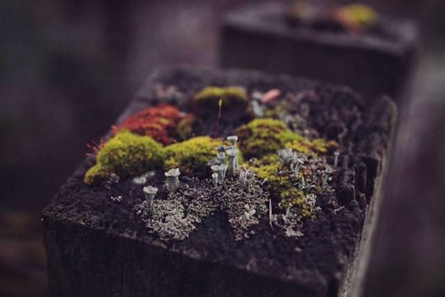 Ilustrasi Jenis Moss untuk Aquascape. Foto: dok. Unsplash/Alvin Engler