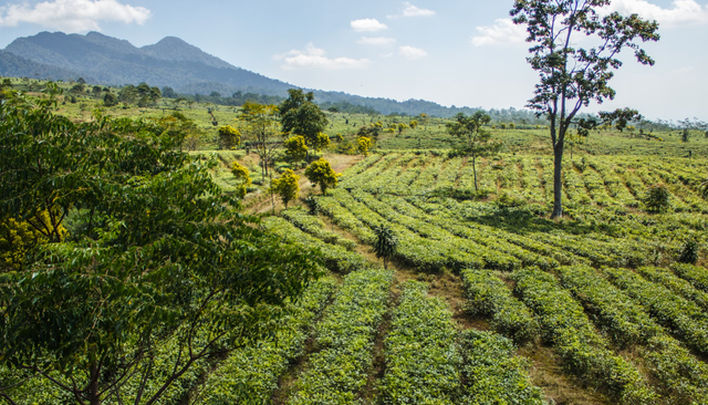 wisata di subang yang murah. Foto hanya ilustrasi, bukan tempat sebenarnya.Sumber: Unsplash/Levi Ari Pronk