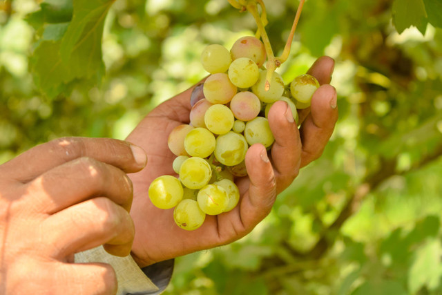 Ilustrasi buah-buahan. Foto: Shutterstock