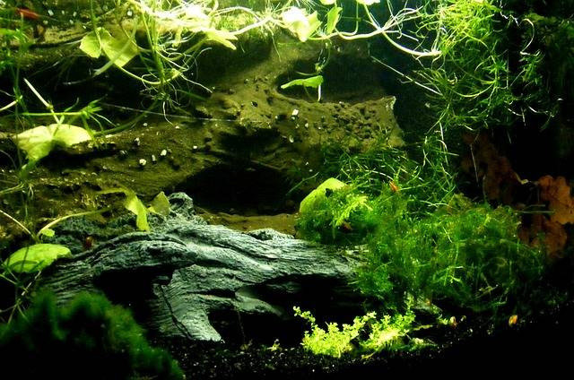 Ilustrasi cara membuat aquascape sederhana pemula. Foto: Pixabay