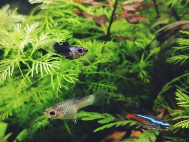 Ciri-ciri Neon Tetra Siap Pijah. Foto Hanya Ilustrasi. Sumber Foto: Unsplash.com/George Wong