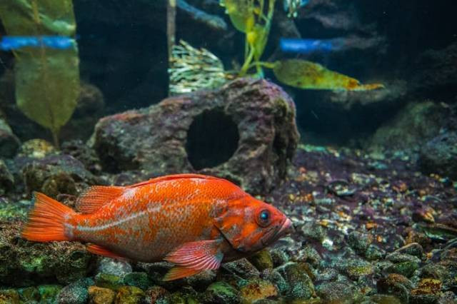 Ilustrasi rekomendasi batu aquascape terbaik, sumber foto: Delaney Van Vranken by pexels.com