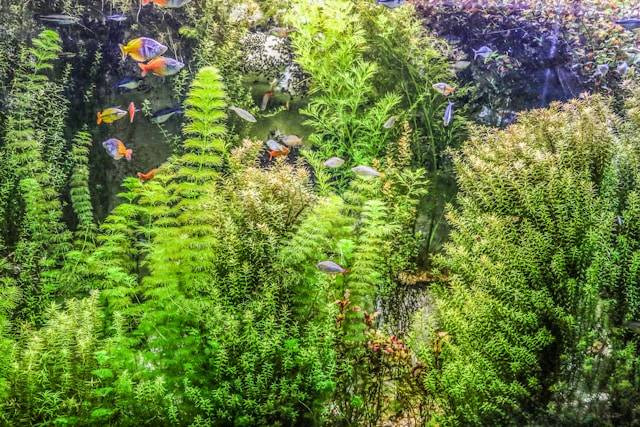 Ilustrasi cara menanam java fern aquascape, sumber foto: Michael Hystead by unsplash.com