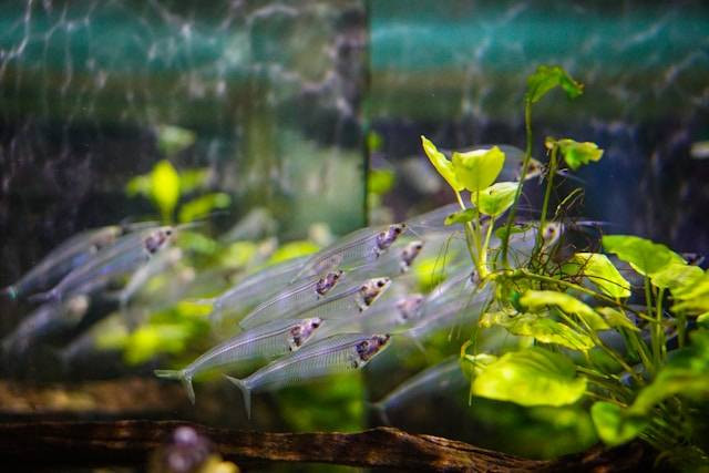 Ilustrasi cara mengatasi alga pada aquascape, sumber foto: Aiva Apsite by unsplash.com