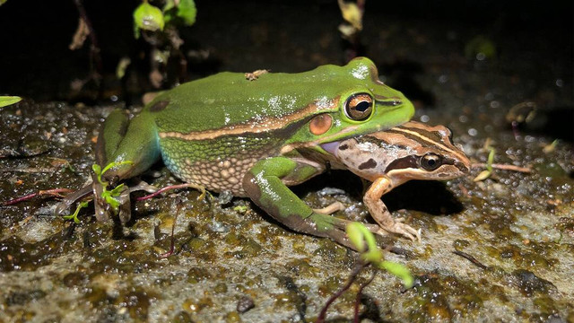 Katak lonceng hijau dan emas (Litoria aurea) betina dewasa memangsa katak rawa belang muda (Limnodynastes peronii). Foto: John Gould dan Chad T. Beranek/University of Newcastle