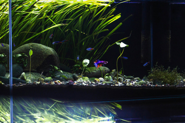 Ilustrasi Cara Membasmi Keong Hama Aquascape. Sumber: Unsplash