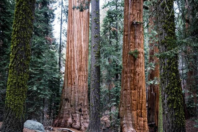 Ilustrasi apakah tumbuhan dapat terus tumbuh selama hidupnya? Jelaskan! Foto: Unsplash/Josh Carter