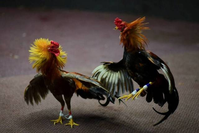 Ilustrasi sabung ayam Foto: AP Photo/Carlos Giusti