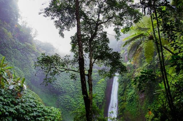 Ilustrasi tumbuhan hutan hujan tropis, sumber foto: Skitterphoto by pexels.com