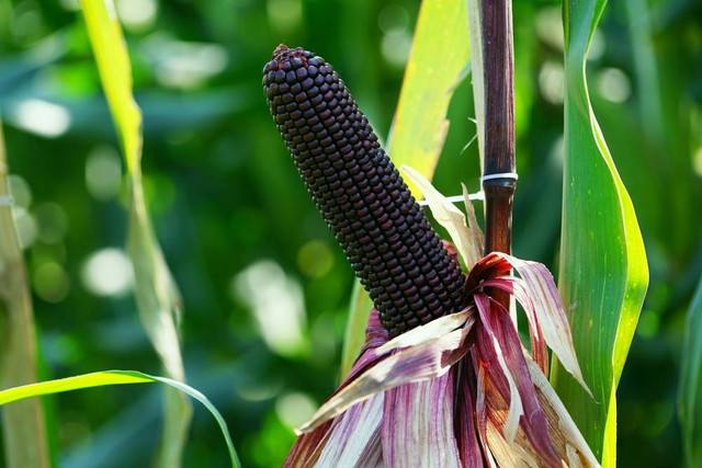 Ilustrasi Tanaman Jagung Ungu (sumber: shutterstock.com)