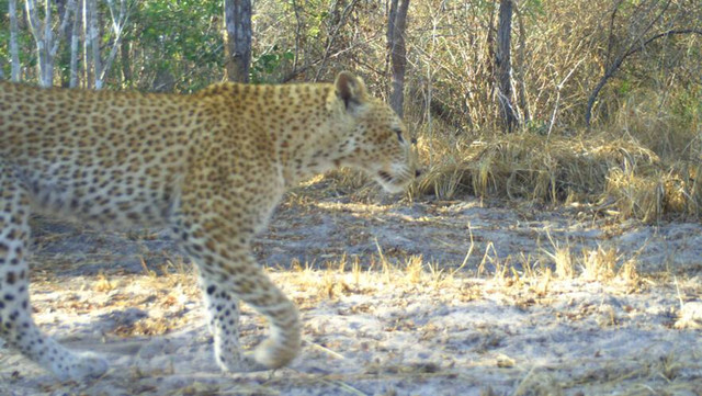 Macan tutul (Panthera pardus) berbintik merah mudah, atau macan tutul stroberi, yang terekam kamera di Tanzania untuk pertama kali. Foto: Searle, C.E., et al, Ecology and Evolution 2024