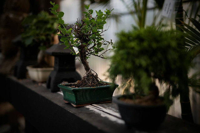 Ilustrasi media tanam bonsai. Sumber foto: Unsplash