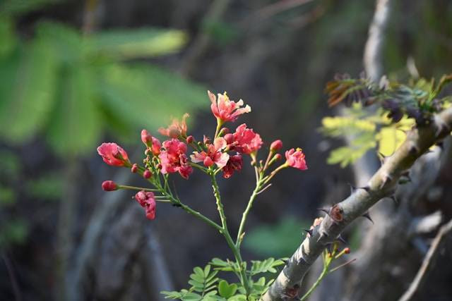 Media Tanam Euphorbia dan Tips Merawatnya. Foto hanya ilustrasi. Sumber foto: Unsplash.com/Shivkumar Yash