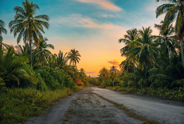 Foto Hanya Ilustrasi: Asal-Usul Pohon Kelapa. Sumbe: Mohamed Sarim/Pexels.com